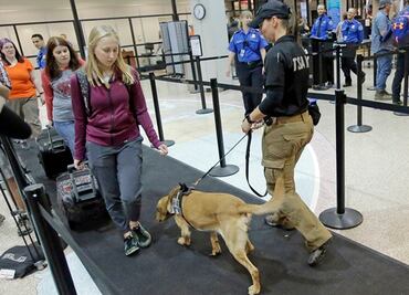 Buscan perros más tiernos para cuidar aeropuertos de EU
