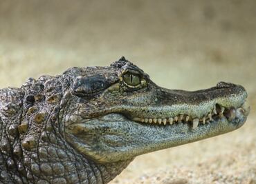 Caimán ataca y hiere de gravedad a un hombre en un estanque en Florida