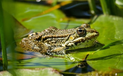 Alerta en Florida por ranas invasoras