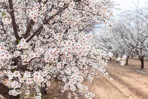 Descubre la magia del Condado de Fresno en invierno: naturaleza, aventuras y sabores