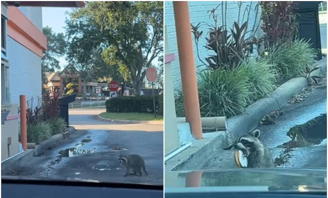 El video del mapache fue grabado en una sucursal de Dunkin’ Donuts en Florida. Foto tomada de video