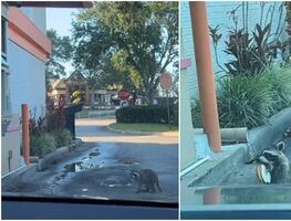 Video. Se vuelve viral mapache que va por una dona a drive thru en EU