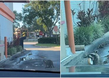 Video. Se vuelve viral mapache que va por una dona a drive thru en EU