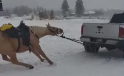 Indigna video de caballo arrastrado por camioneta en Colorado