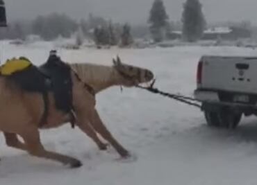 Indigna video de caballo arrastrado por camioneta en Colorado