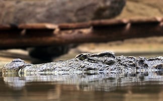 Florida. Caimán ataca a mujer que paseaba con su perro cerca de lago