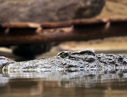 Florida. Caimán ataca a mujer que paseaba con su perro cerca de lago