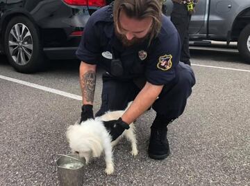 Rescatan a perro que dueño encerró en auto mientras visitaba parque de diversiones