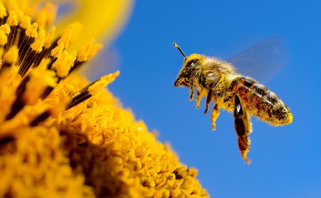 Investigadores patentan fórmula para proteger a las abejas de los insecticidas. Foto:  iStock-Alexandrum79
