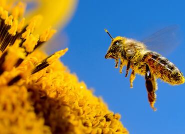 Investigadores patentan fórmula para proteger a las abejas de los insecticidas