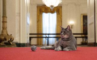Willow, la nueva mascota de los Biden en la Casa Blanca