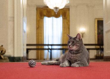Willow, la nueva mascota de los Biden en la Casa Blanca