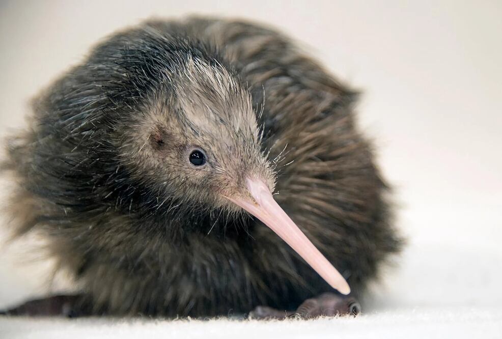 "Paora", el primer kiwi nacido en el zoo de Miami , y que levantó polémica al verse en un vIdeo siendo acariciado por varias personas a plena luz del día, a pesar de ser un animal nocturno. EFE/Zoo Miami