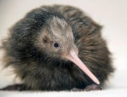 Polémica en el Zoológico de Miami por manejo de Kiwi, ícono nacional de Nueva Zelanda