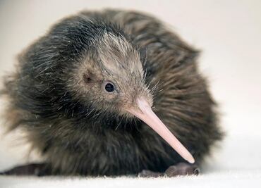 Polémica en el Zoológico de Miami por manejo de Kiwi, ícono nacional de Nueva Zelanda