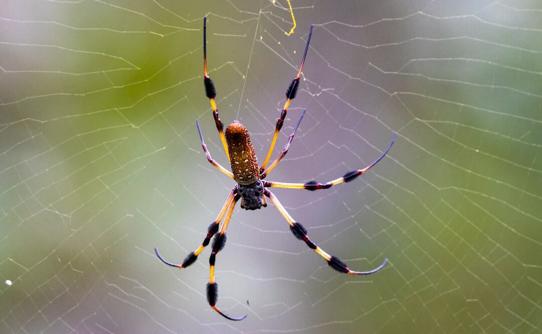 Alertan por invasión de peligrosa y enorme ‘araña paracaidista’ en Estados Unidos. Foto: iStock-DrWD40