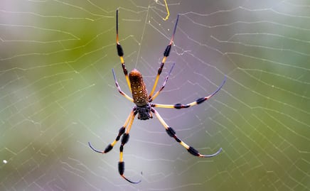Alertan por invasión de peligrosa y enorme ‘araña paracaidista’ en Estados Unidos