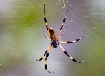 Alertan por invasión de peligrosa y enorme ‘araña paracaidista’ en Estados Unidos