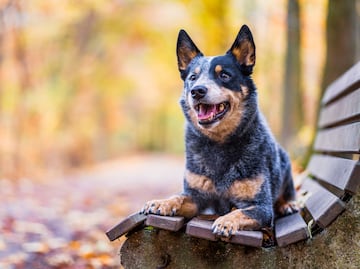 ¿Qué tipo de perro es el personaje de 'Bluey'? Esto debes saber de la raza boyero australiano