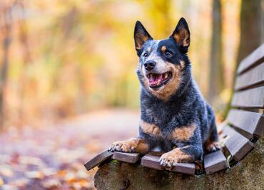 ¿Qué tipo de perro es el personaje de 'Bluey'? Esto debes saber de la raza boyero australiano