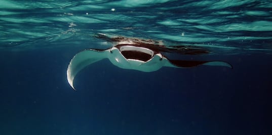 Registran récord de personas picadas por rayas en playa de California