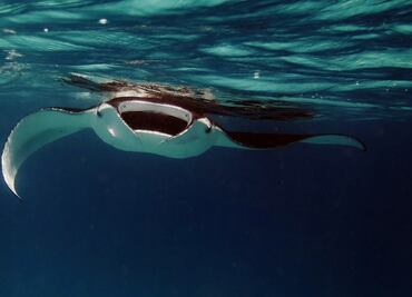 Registran récord de personas picadas por rayas en playa de California