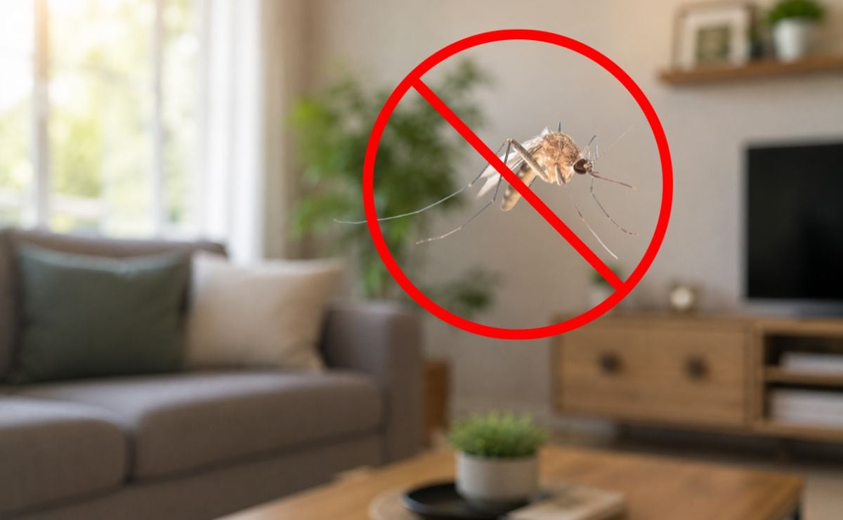 RT @Vive_USA: ¿Cómo ahuyentar mosquitos de tu casa? Los 5 olores que más odian.