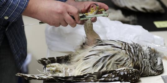 Dilema moral en EU: Matar búhos para salvar a otra especie de búhos