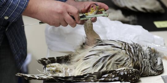 Dilema moral en EU: Matar búhos para salvar a otra especie de búhos