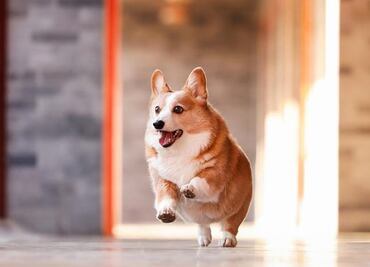 Una raza pequeña de gran personalidad; 7 datos curiosos que no sabías de los corgi