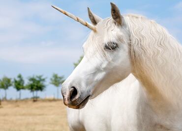 Autoridades de Los Ángeles permiten que niña tenga un unicornio en casa