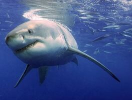 Hospitalizan a turista francesa tras ser atacada por tiburón en Hawái