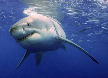 Hospitalizan a turista francesa tras ser atacada por tiburón en Hawái