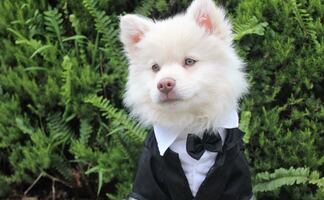 ¿Tu perro tiene personalidad? ¿Es amigable o tímido? esto dice la ciencia