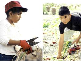 Niños migrantes: De limpiar lechugas en el campo a luchar contra el trabajo infantil en EU