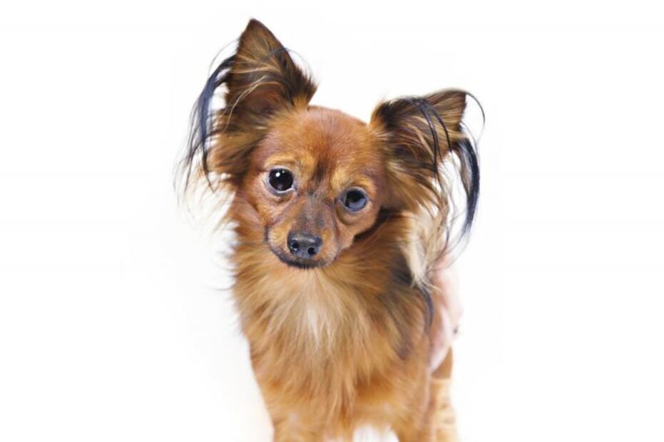 American Kennel Club reconoce dos nuevas razas de perros 