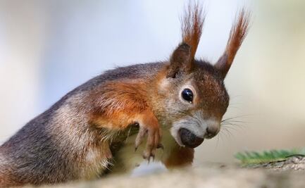 Ardillas listadas con peste aterrorizan zonas del Lago Tahoe en EU
