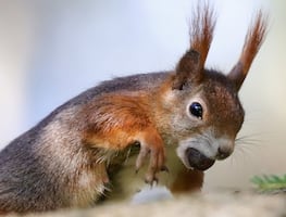 Ardillas listadas con peste aterrorizan zonas del Lago Tahoe en EU