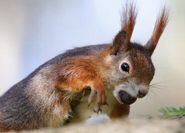 Ardillas listadas con peste aterrorizan zonas del Lago Tahoe en EU