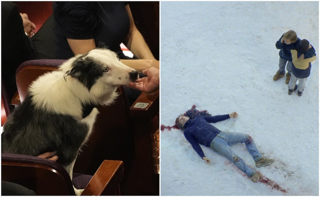 Él es Messi, el perro actor que arrasó en ‘Anatomía de una caída’ y ahora está en los ‘Oscar 2024. Foto: AP