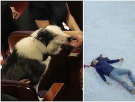 Él es Messi, el perro actor que arrasó en ‘Anatomía de una caída’ y ahora está en los Óscar 2024