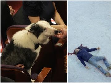 Él es Messi, el perro actor que arrasó en ‘Anatomía de una caída’ y ahora está en los Óscar 2024