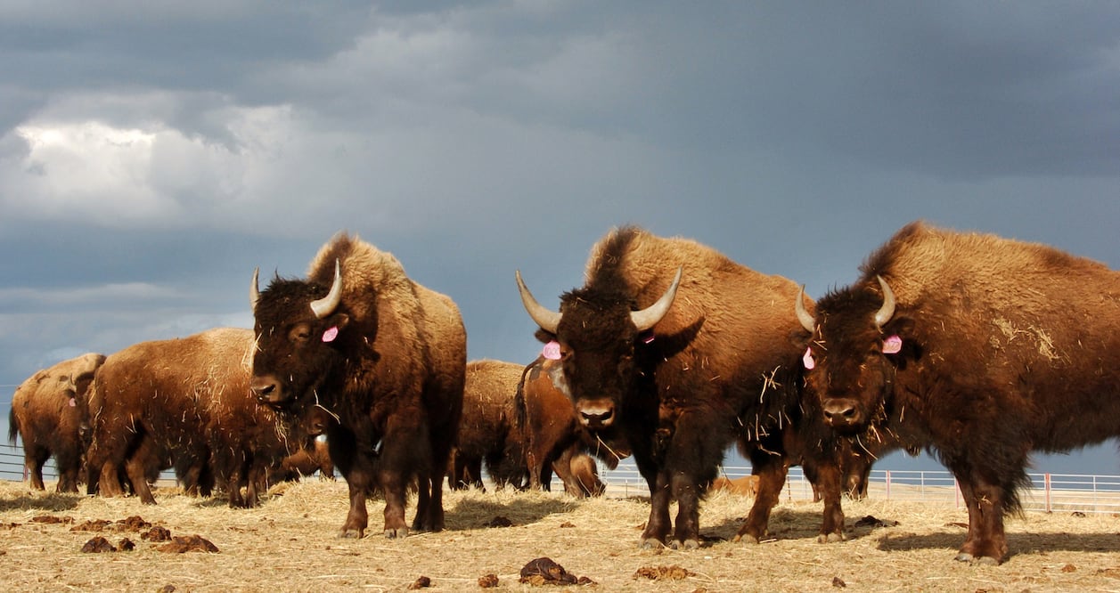 IMÁGENES | Bisonte embiste y lanza por los aires a un turista en Yellowstone; así fue el ataque (AP Photo/Matthew Brown, File)