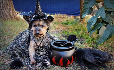 Los mejores disfraces de Halloween para mascotas 