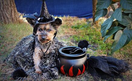 Los mejores disfraces de Halloween para mascotas 
