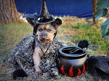 Los mejores disfraces de Halloween para mascotas