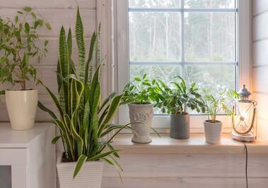 7 plantas que le hacen frente al calor y ayudan a mantener fresca tu casa