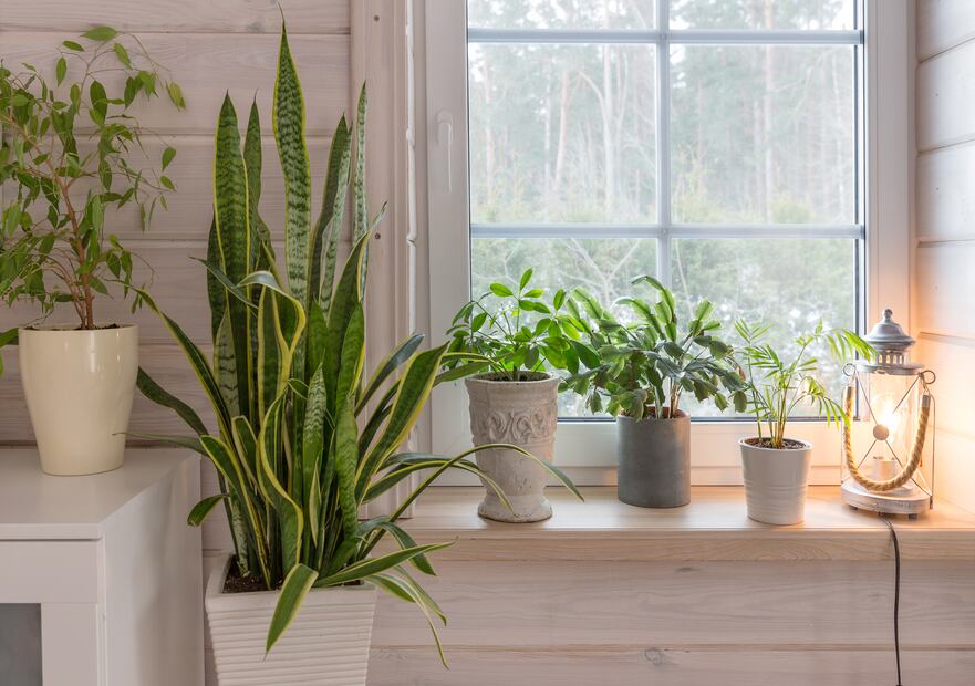 Estas 7 plantas ayudarán a mantener fresca tu casa durante estas olas de calor. Foto: iSTOCK-Olga Ionina