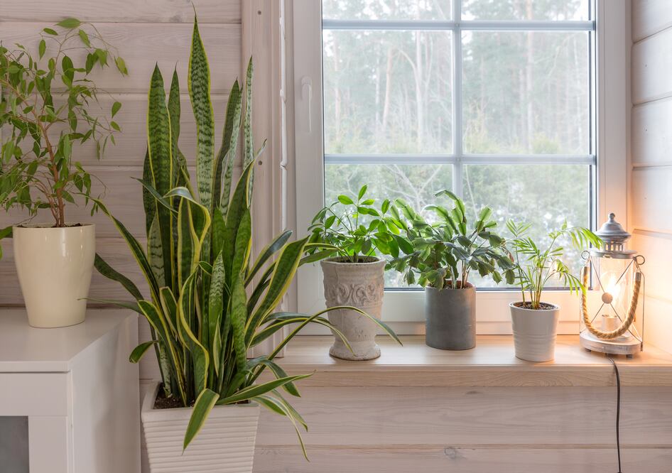 Estas 7 plantas ayudarán a mantener fresca tu casa durante estas olas de calor. Foto: iSTOCK-Olga Ionina