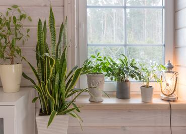 7 plantas que le hacen frente al calor y ayudan a mantener fresca tu casa